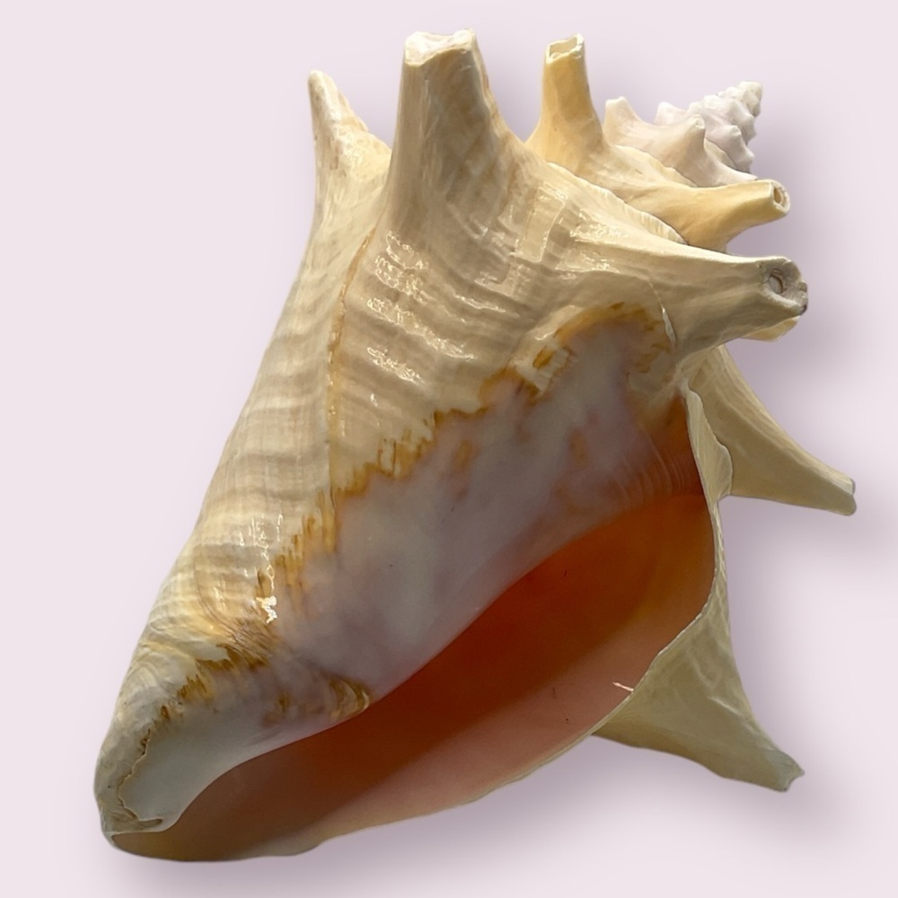 Extra Large Queen Conch Shell